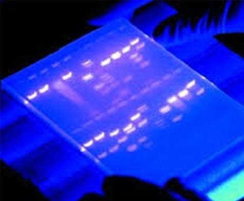 Tecnica de PCR